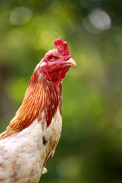 istock Backside of fighting cock, 595152884