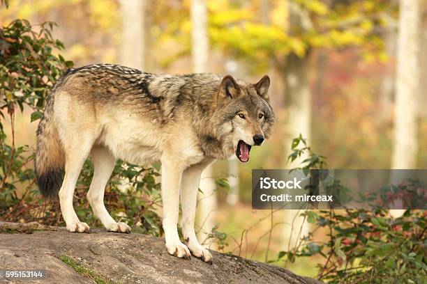 Alpha Male Wolf Stock Photo - Download Image Now - Animal, Animal Wildlife,  Animals In The Wild - iStock