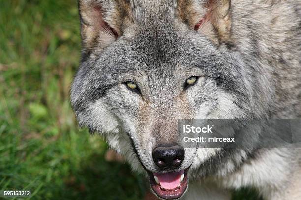 Alpha Male Wolf Stock Photo - Download Image Now - Animal, Animal Wildlife,  Animals In The Wild - iStock