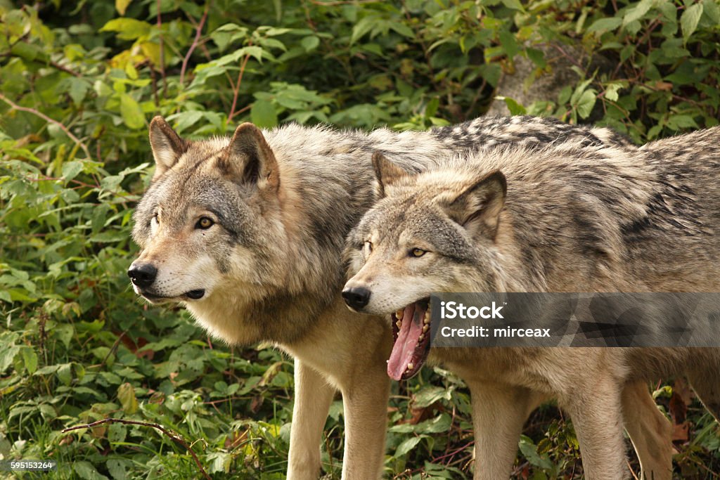 Alpha Male Pair Stock Photo - Download Image Now - Animal, Animal Wildlife, Animals In The Wild - iStock Alpha Male Pair Stock Photo - Download Image Now - Animal, Animal Wildlife, Animals In The Wild - iStock