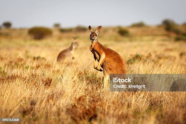 Photo libre de droit de Kangourou Rouge Dans Les Prairies De Loutback Australien banque d'images et plus d'images libres de droit de Kangourou