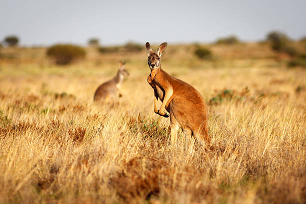 canguro rosso nelle praterie nell'outback australiano - kangaroo animal australia outback foto e immagini stock