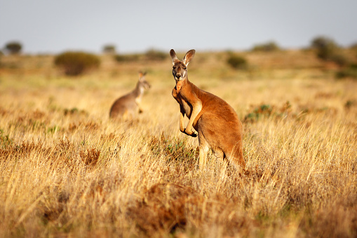 A red kangaroo standing in grasslands in the Flinders Ranges National Park in the Australian Outback