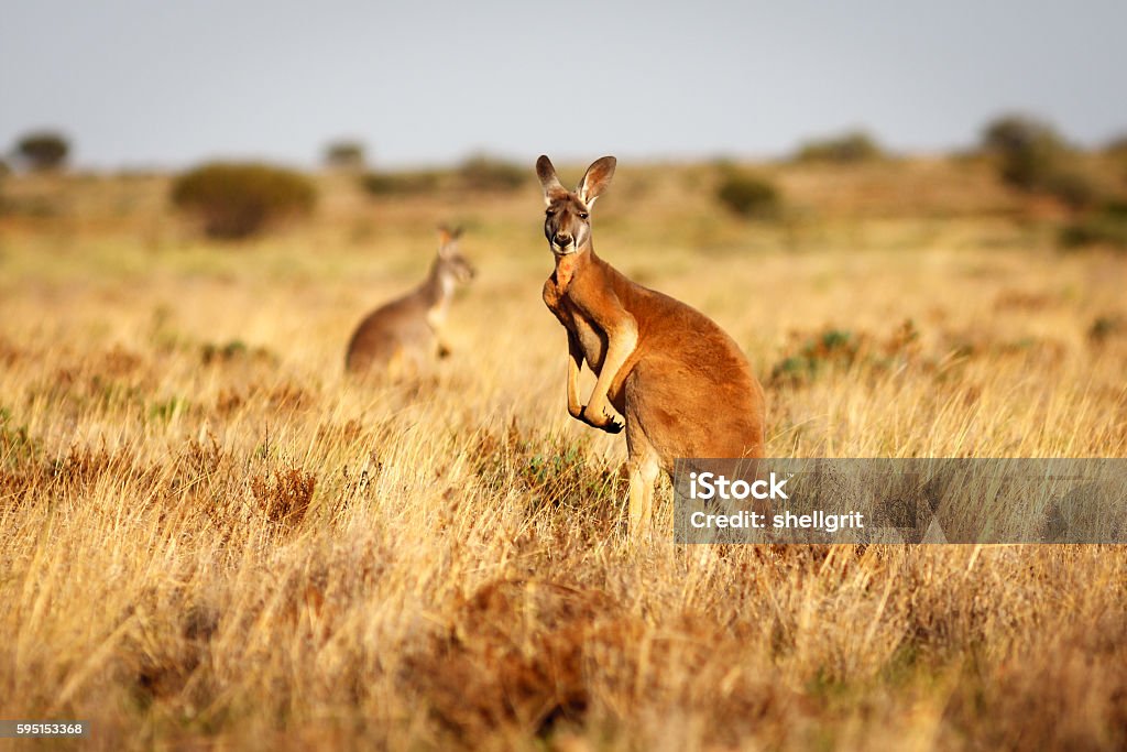 Red Kangaroo in grasslands in the Australian Outback A red kangaroo standing in grasslands in the Flinders Ranges National Park in the Australian Outback Kangaroo Stock Photo
