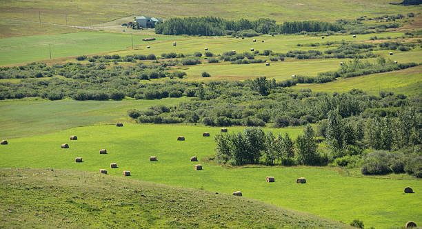 istock Southern Alberta foothills, range land, and Rocky Mountains 595153546
