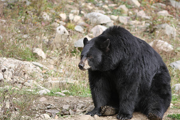 masculino urso preto - male animal american black bear mammal animals in the wild - fotografias e filmes do acervo