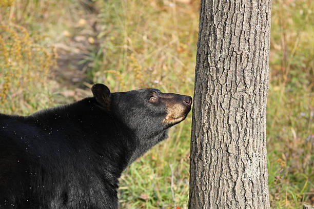 masculino urso preto - male animal american black bear mammal animals in the wild - fotografias e filmes do acervo