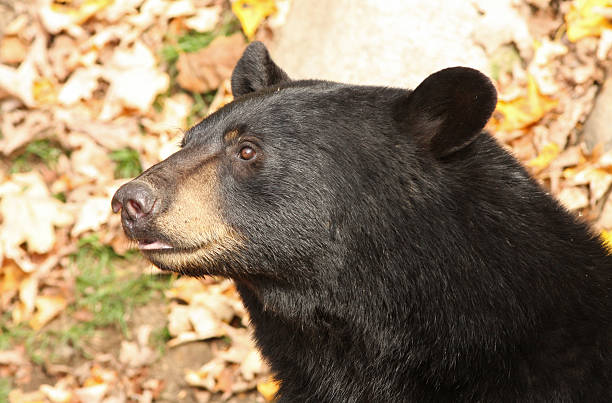 masculino urso preto - male animal american black bear mammal animals in the wild - fotografias e filmes do acervo