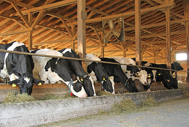 коровы на молочной ферме - cattle shed cow animal стоковые фото и изображения