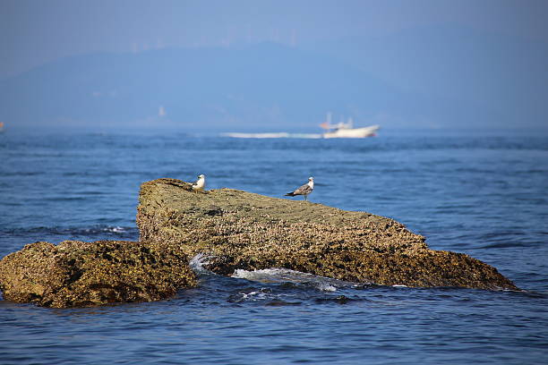 Sea and Seagulls in Saganoseki
