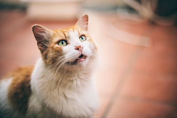 Begging cat portrait. stock photo