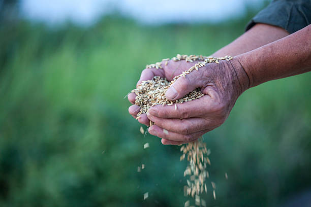 old man hold harvested rice in summer