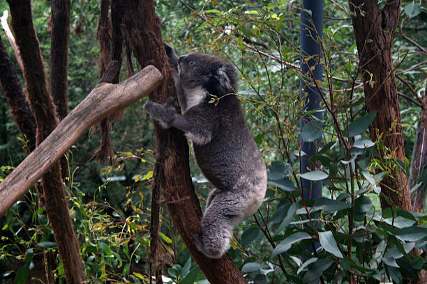 istock Baby Koala Climbing Australian Eucalyptus Tree 595156612