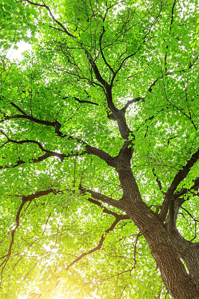 istock Green Sapium sebiferum tree grows in the forest 595159154