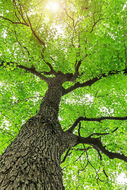 istock Green Sapium sebiferum tree grows in the forest 595159318