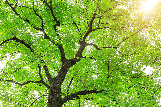 istock Green Sapium sebiferum tree grows in the forest 595159470