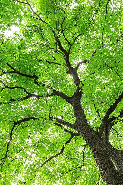 istock Green Sapium sebiferum tree grows in the forest 595159524