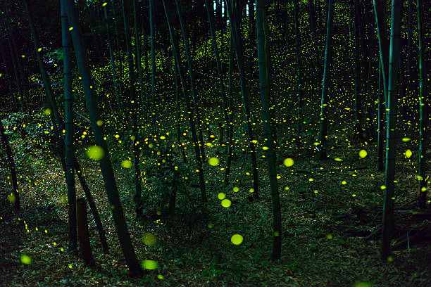 istock Luciola parvula of Aioiyama 595160138