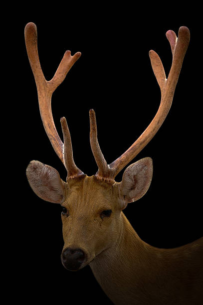 istock barasingha deer in the dark 595160434