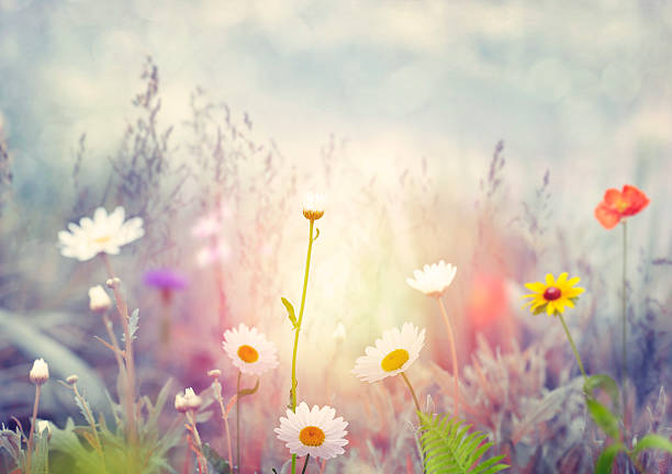 istock Field with wild flowers 595160556