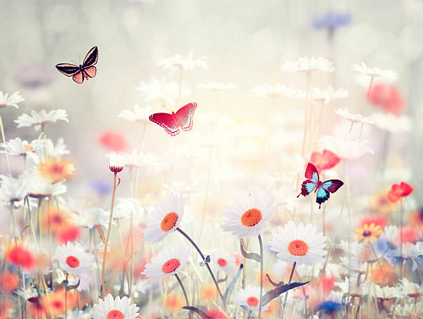 istock wild flowers in a meadow 595160614