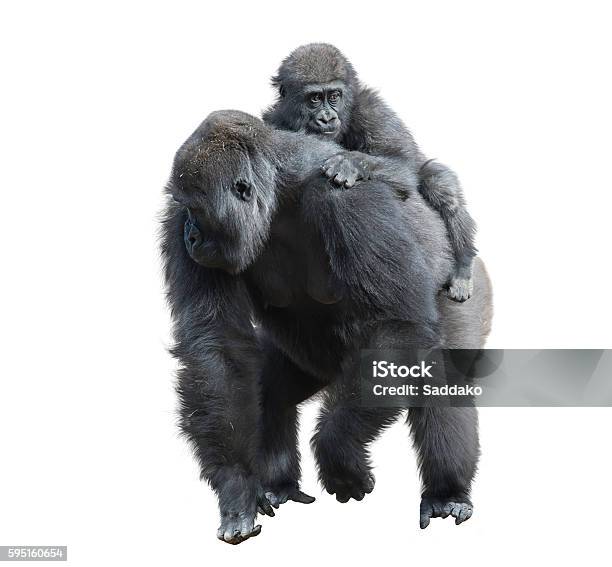 Photo libre de droit de Gorille De Femme Avec Son Bébé banque d'images et plus d'images libres de droit de Gorille - Gorille, Fond blanc, Adulte