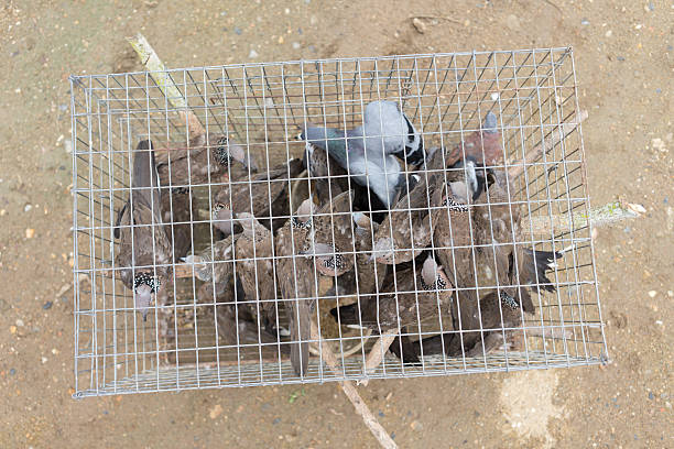 group of pigeon stay tightly in cage