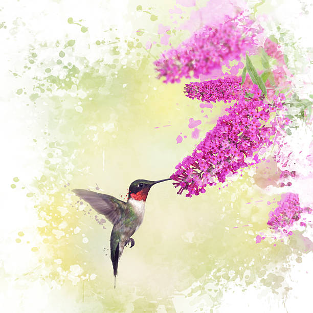 istock Hummingbird and Butterfly bush watercolor 595160704