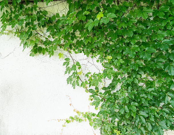 istock ivy leaves isolated on a white background 595161456
