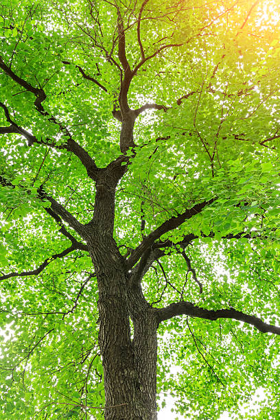 istock Green Sapium sebiferum tree grows in the forest 595161746