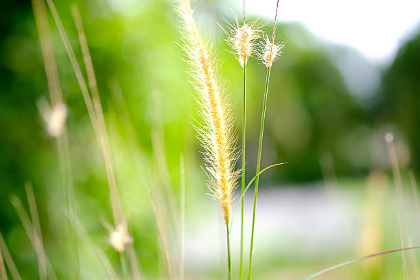 istock Beautiful blurred sunny yellow green meadow closeup background w 595161992