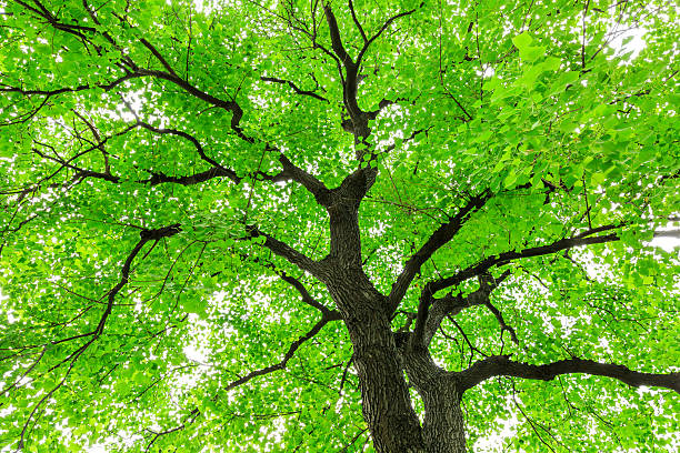 istock Green Sapium sebiferum tree grows in the forest 595162104