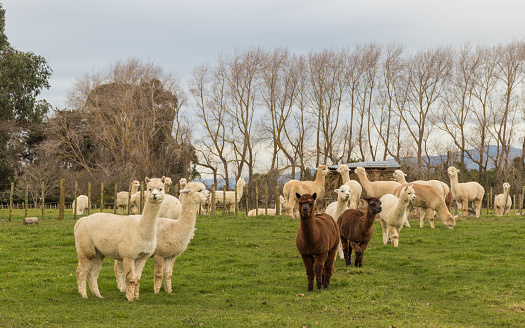 Alpaca herd farm in New Zealand.