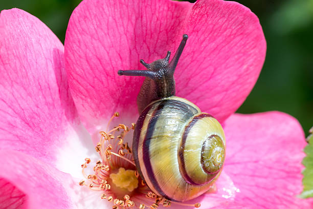 Snail close up on purple azalea flower moving along