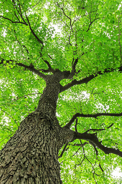 istock Green Sapium sebiferum tree grows in the forest 595162676