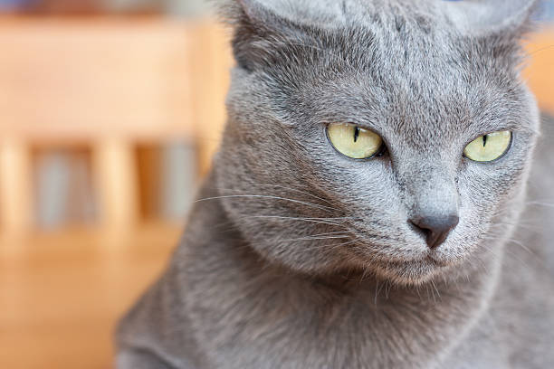 portrait of a beautiful cat portrait of a beautiful cat , Focus eye ,Korat Cat Korat stock pictures, royalty-free photos & images