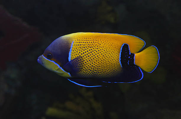 peixe-anjo-de-cinta-azul - euxiphipops navarchus - fotografias e filmes do acervo