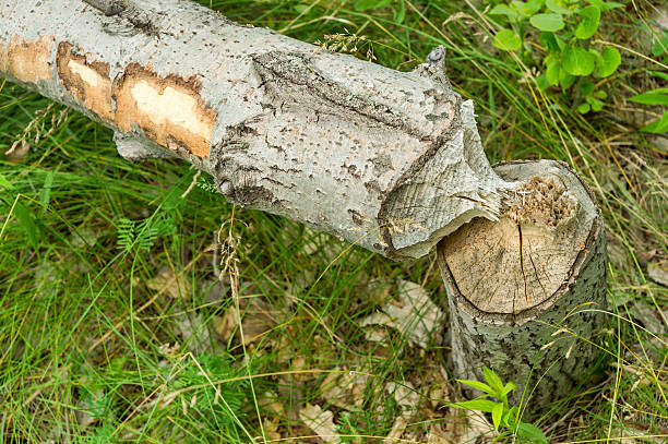 istock Tree felled by beavers near Montreal, Canada 595163700