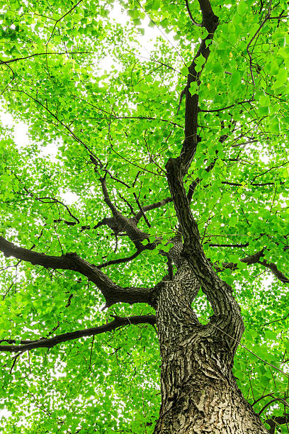 istock Green Sapium sebiferum tree grows in the forest 595163778