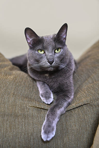 Korat Cat Resting on Sofa Korat cat resting on sofa insode home Korat stock pictures, royalty-free photos & images