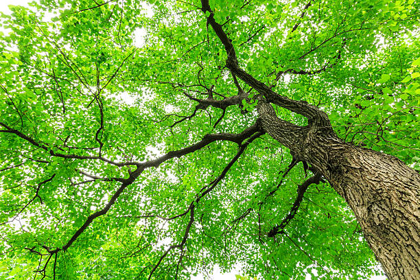 istock Green Sapium sebiferum tree grows in the forest 595317500