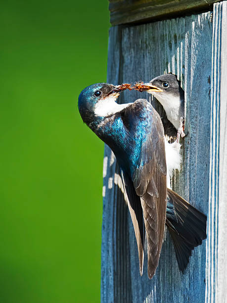 istock Adult Tree Swallow Feeding Baby 595319352