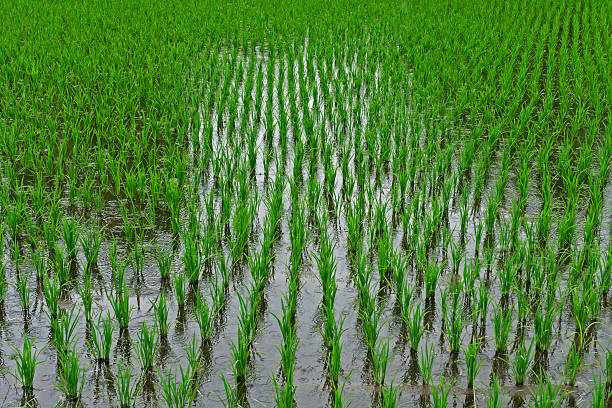 istock green rice field in the rain. 595319560