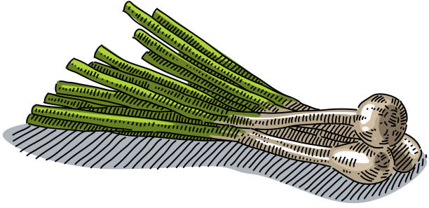 820+ Spring Onion White Background Stock Illustrations, Royalty-Free ...