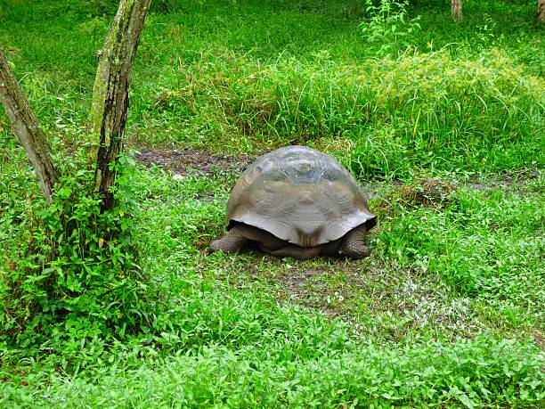 istock Giant Tortoise – I'm Walking Away 595321114