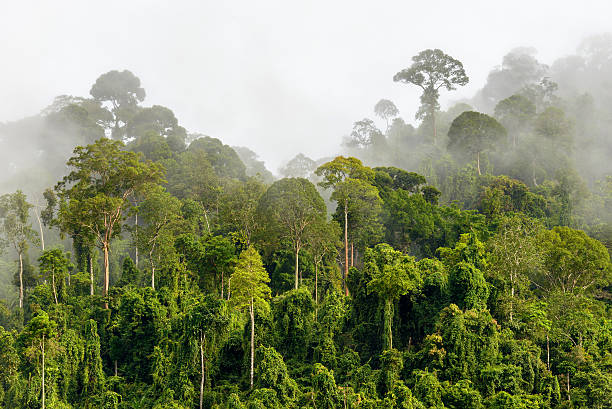 baumkronen des dichten tropischen regenwaldes mit morgennebel liegt n - tropical rainforest stock-fotos und bilder