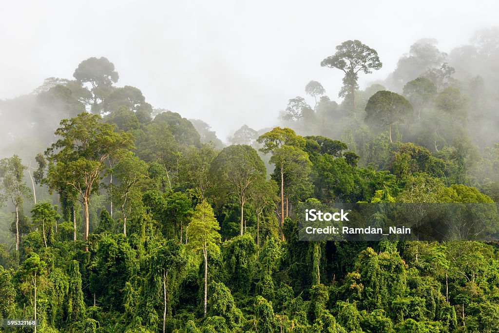 Copas de árvores da densa floresta tropical com neblina matinal localizada n - Foto de stock de Floresta pluvial royalty-free