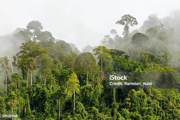 Foto de Copas De Árvores Da Densa Floresta Tropical Com Neblina Matinal Localizada N e mais fotos de stock de Floresta pluvial