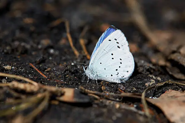 Blue butterfly sitting on a black charcoal in the forest.