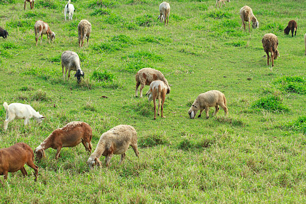 istock Sheep and goats feeding on the grass 595322604
